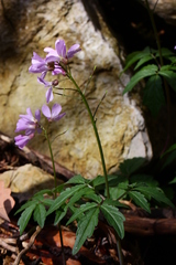 Cardamine quinquefolia