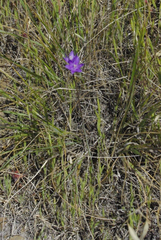 Dipterostemon capitatus