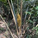 Attalea humilis - Photo (c) Geovane Siqueira, some rights reserved (CC BY-NC), uploaded by Geovane Siqueira