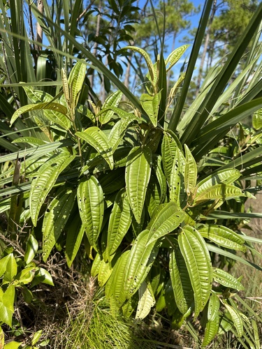 Image of Miconia bicolor by (c) Matt Berger, some rights reserved (CC BY)