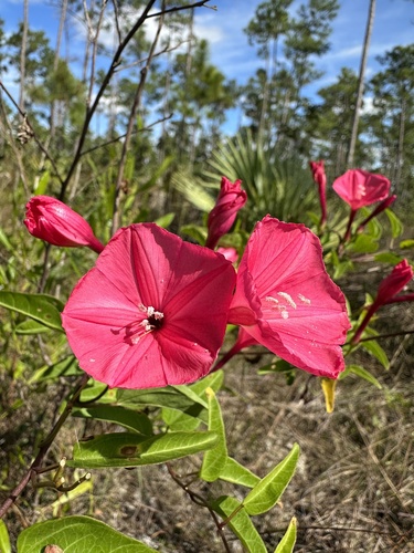 Image of Ipomoea microdactyla by (c) Matt Berger, some rights reserved (CC BY)