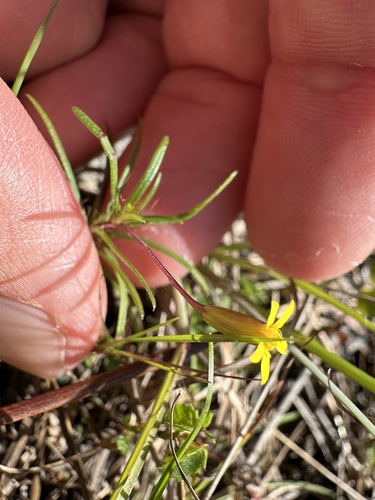 Image of Pectis glaucescens by (c) Matt Berger, some rights reserved (CC BY)