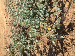 Acmispon argophyllus