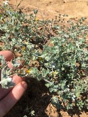 Acmispon argophyllus