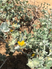 Acmispon argophyllus