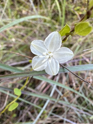 Image of Jacquemontia curtissii by (c) Matt Berger, some rights reserved (CC BY)