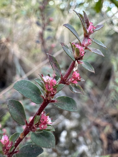Image of Euphorbia conferta by (c) Matt Berger, some rights reserved (CC BY)