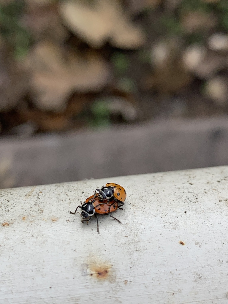 Convergent Lady Beetle from West Ave, San Antonio, TX, US on December 3