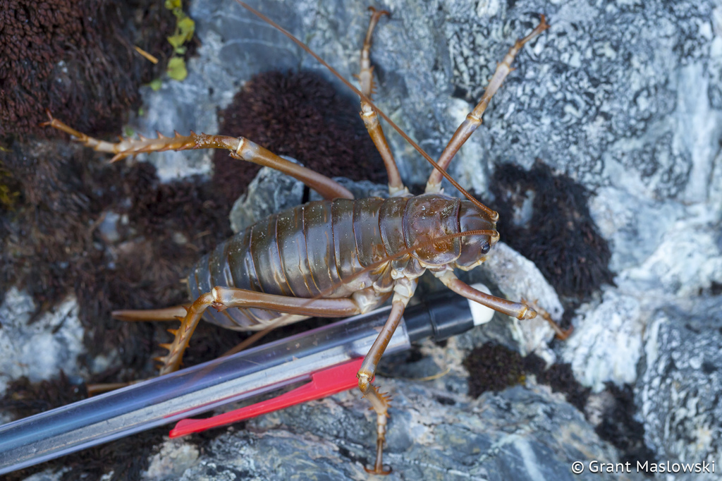 Mt Cook Giant Weta