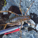 Mt Cook Giant Weta - Photo (c) Grant Maslowski, some rights reserved (CC BY-NC), uploaded by Grant Maslowski