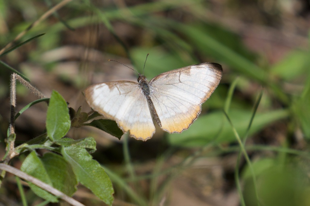 Common Mestra From Government Canyon State Natural Area, San Antonio 