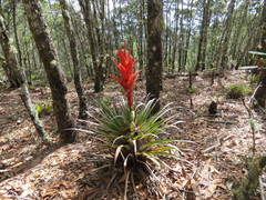 Tillandsia ponderosa