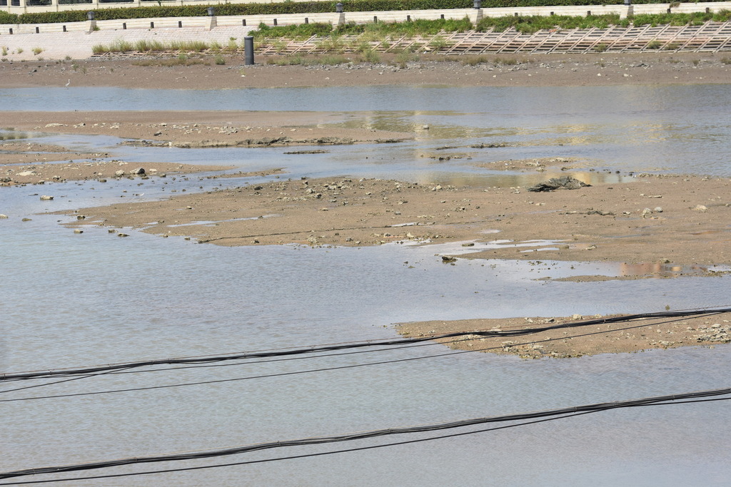 Shanks, Tattlers, and Allies in September 2022 by Karl Feng ?? iNaturalist