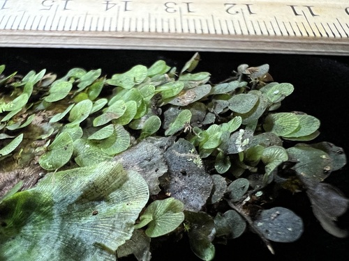 Didymoglossum motleyi iNat (1)