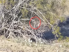 Myiarchus cinerascens