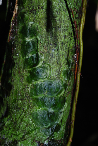Didymoglossum tahitense iNat (2)