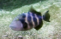 Pseudobalistes naufragium