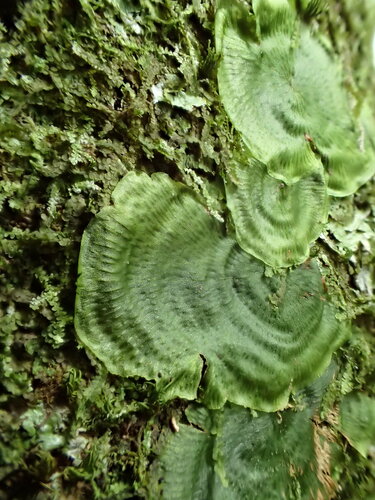 Didymoglossum tahitense iNat (1)