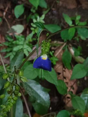 Rhynchoglossum notonianum (Rhynchoglossum notonianum)