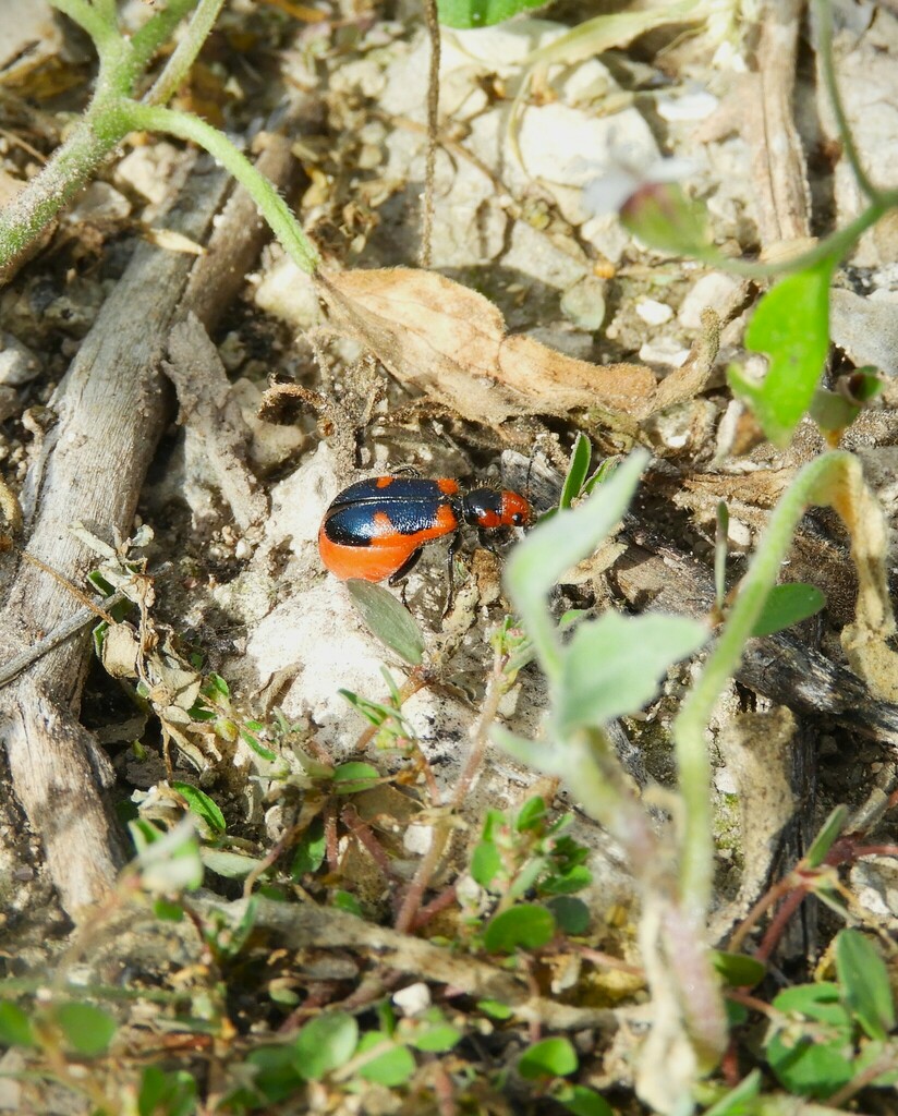 Aulicus monticola