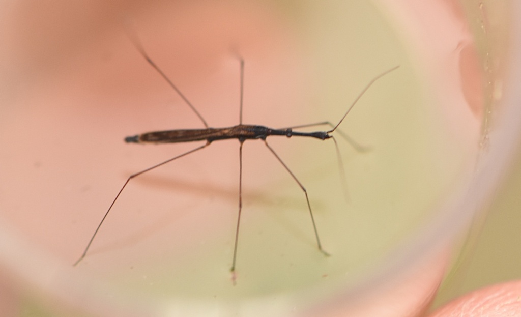 Common Water Measurer from 26120 Montélier, France on April 22, 2023 at ...