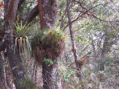 Tillandsia punctulata