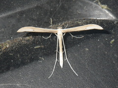 Oidaematophorini