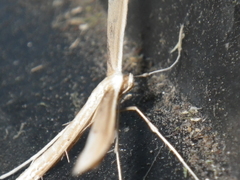 Oidaematophorini