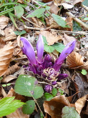 Lathraea clandestina