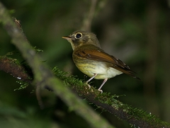 Russet-Winged Spadebill photo 2