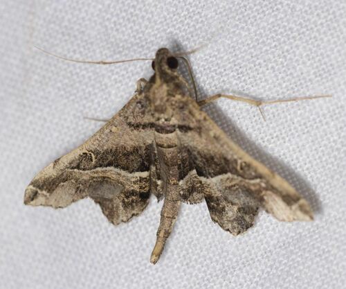 Atopomorpha singularis