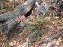 Tillandsia vicentina