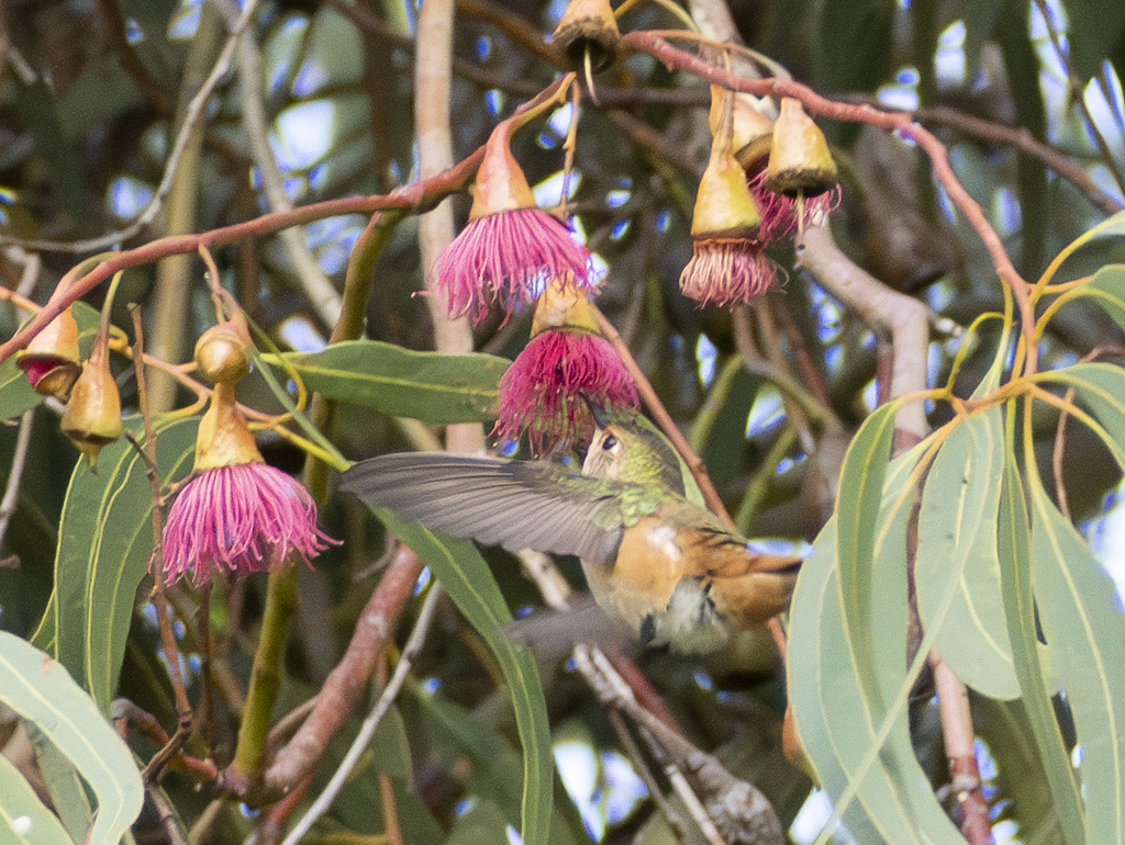 Allen's Hummingbird from Clairemont, San Diego, CA, USA on December 4 ...