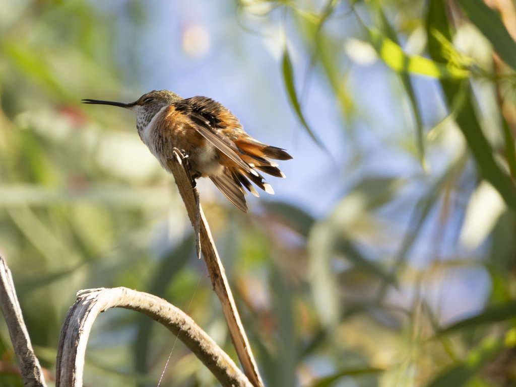 Allen's Hummingbird from Clairemont, San Diego, CA, USA on December 4 ...