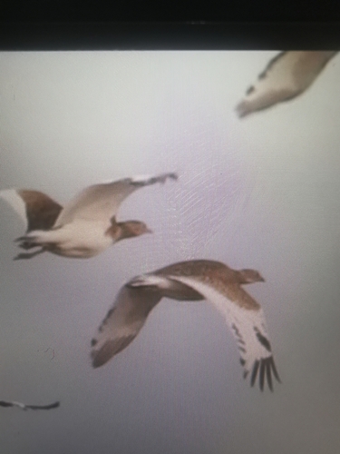 Little Bustard