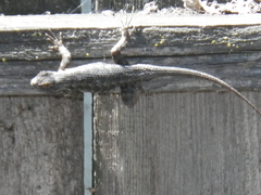 Sceloporus occidentalis occidentalis