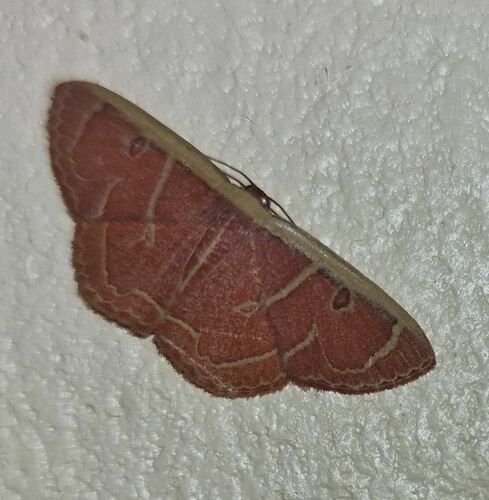 Semaeopus olivaceonotata