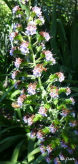 Echium candicans