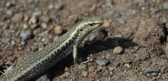 Oligosoma smithi
