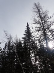 Abies balsamea image