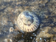 Cellana