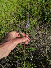 Verbena lasiostachys