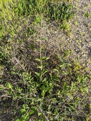 Verbena lasiostachys