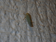 Cicadellidae