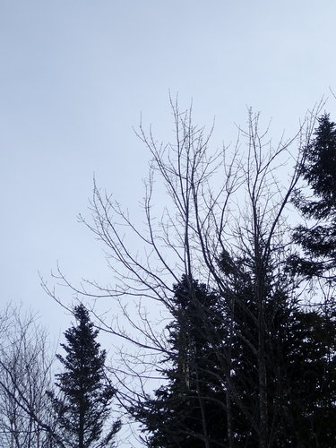 Acer rubrum image