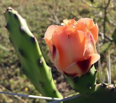 Opuntia rioplatense