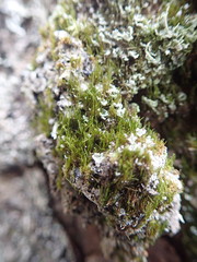 Dicranum flagellare