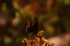 Battus polydamas polydamas