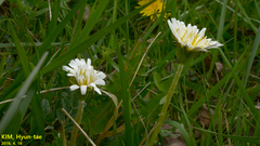 Taraxacum coreanum