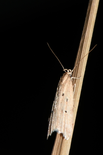 Brachmia inornatella